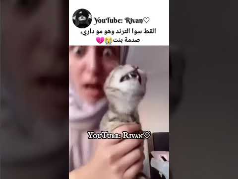 يا الهي ماذا جرى يا للهول ماذا ارى قطه تتعاطى خمر وما افعال مدمره