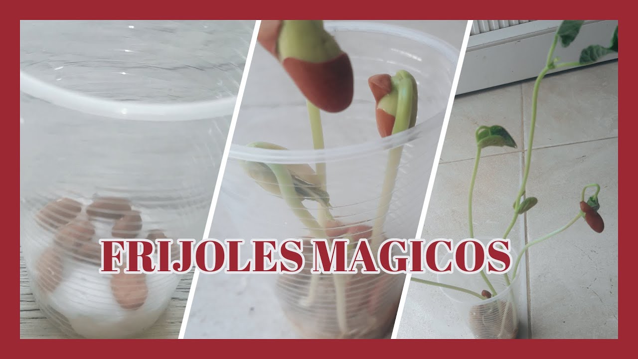 🌱Como SEMBRAR FRIJOL con ALGODÓN/Experimento FRIJOL NIÑOS DÍA por DÍA 🌱