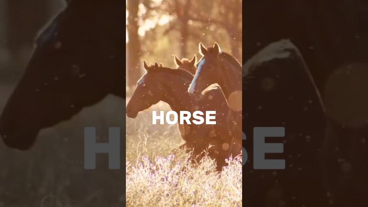 FAVOURITE ANIMALS OF PROPHET MUHAMMAD (SAW)