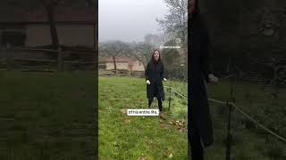 Sir Isaac Newton s The Apple Tree