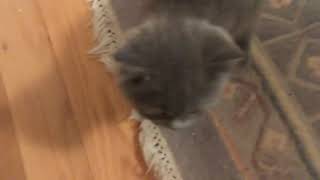 British Shorthair Cats Sale in Salt Lake City, UT