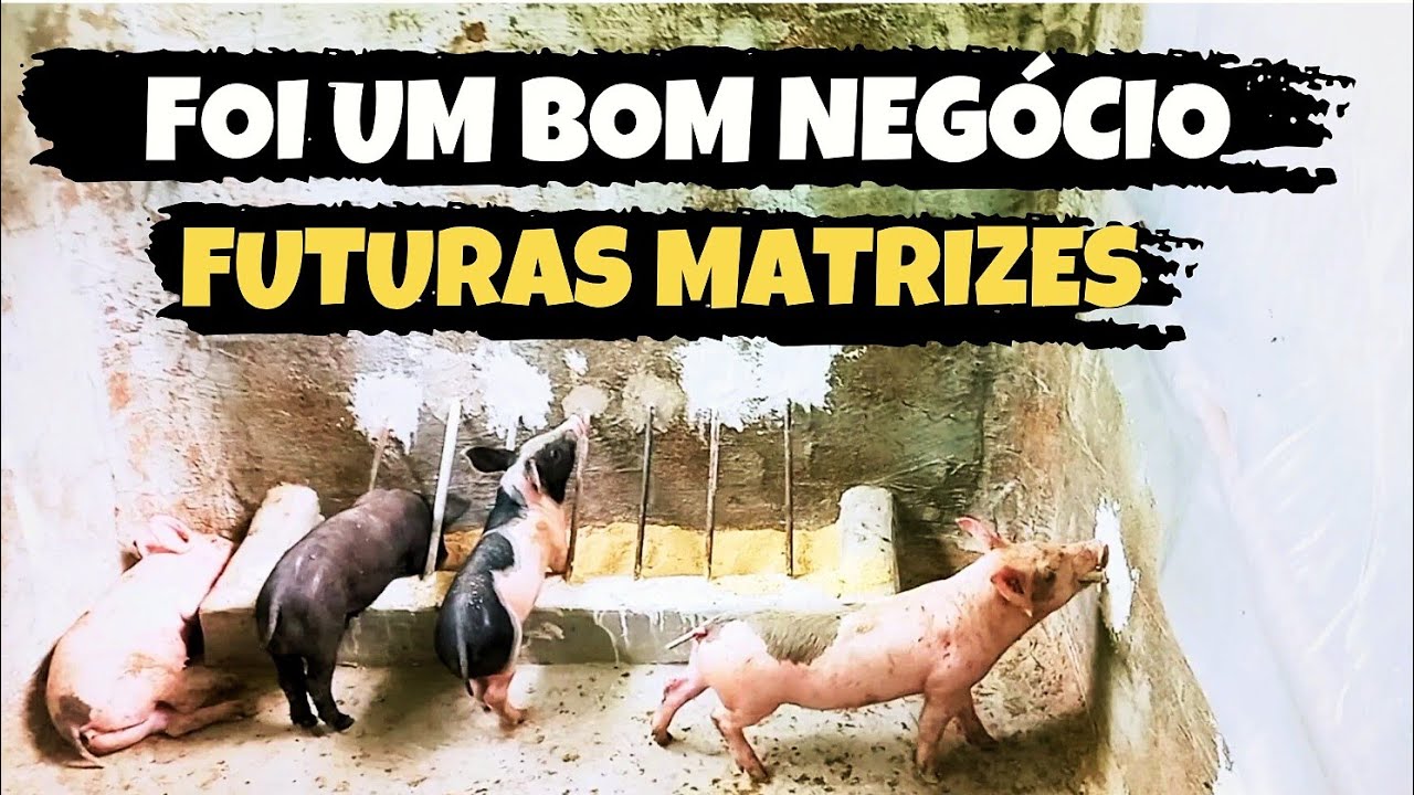 FUTURAS MATRIZES / AGORA TEM TRABALHO, SÓ  ALEGRIA FAMÍLIA NO SÍTIO 