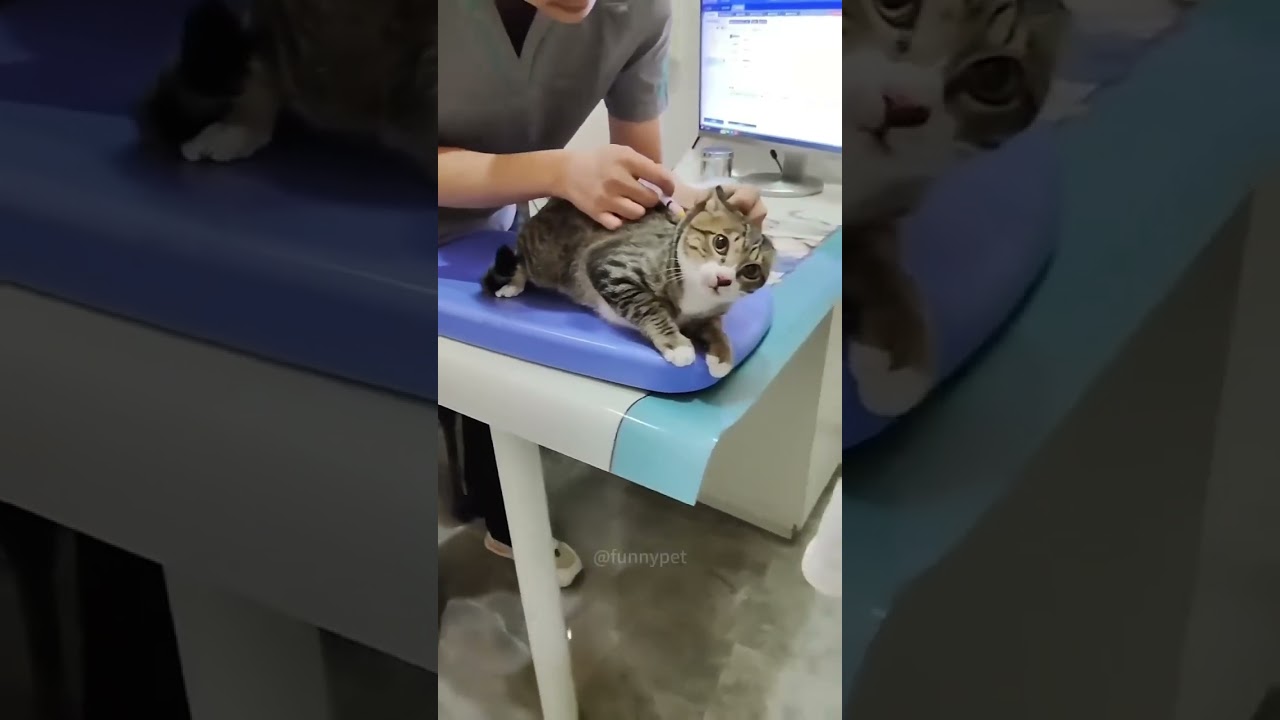 Cat Is Throwing Tantrum while Injecting 
