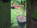 bonsai manalagi madu lalijiwo #fruit #buahbuahansegar #buah #fypシ