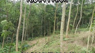 Cara Cepat Kaya Dari Kebun Sengonalbasia How To Get Rich Quick With Albasia Falcataria