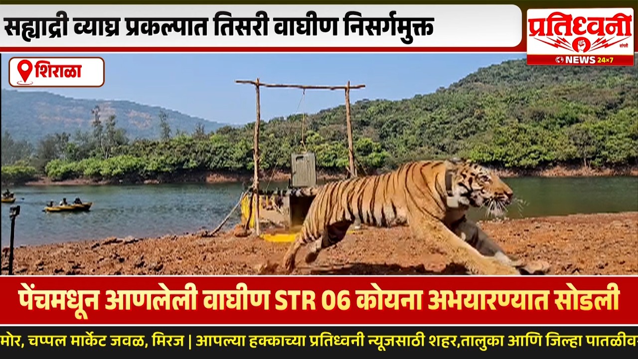 सह्याद्री व्याघ्र प्रकल्पात तिसरी वाघीण निसर्ग मुक्त...!