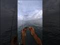 Trying out my new rod and a x8 braid #fishing #bearking #mifine #microfishing