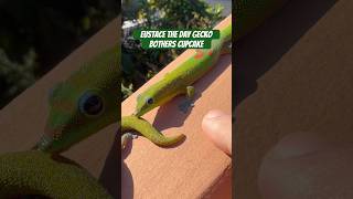 Eustace Day Gecko Bothers Cupcake gecko lizard reptiles cuteanimals funnyanimals funnyshort