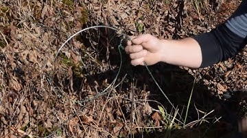 Catching Coyotes in Cable Restraints