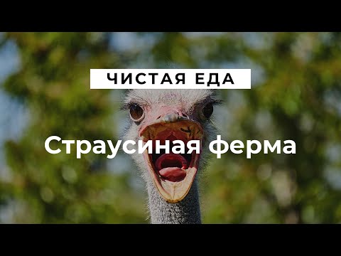 Страусиная ферма \ Условия для разведения и содержания страусов\Чистая еда