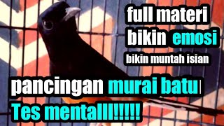pancingan murai batu full materi dijamin 💯 muntah isian
