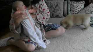 Naughty Puppy by sbirdism 970,955 views 12 years ago 2 minutes, 51 seconds