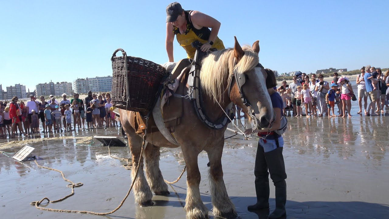 Garnaalvissers te paard in oostduinkerke belgie