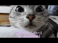 じいちゃんにゴッキー横取りされた！怒りがおさまらない…感情が顔に出過ぎな猫 -Cat's Cockroach