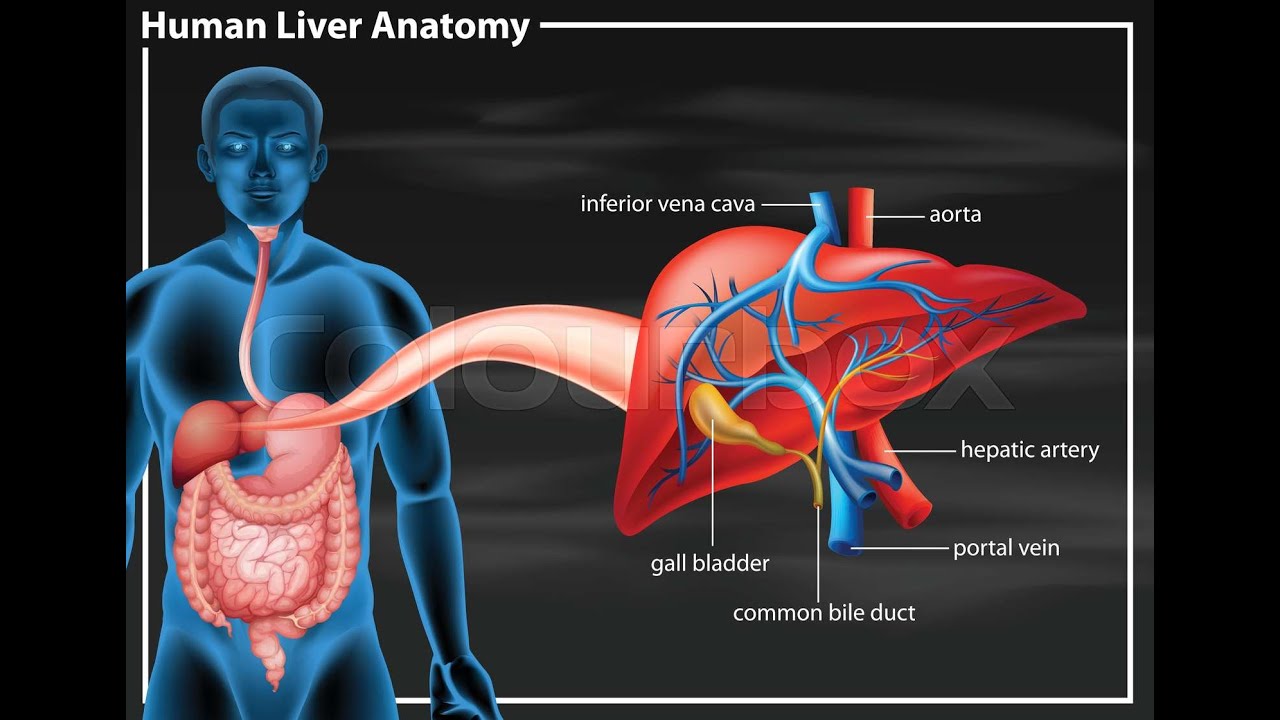 Study about Riedel’s Lobe An Approach to Morphology and Its Clinical