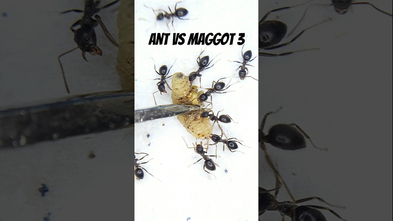 Black ant vs pale maggot 3 