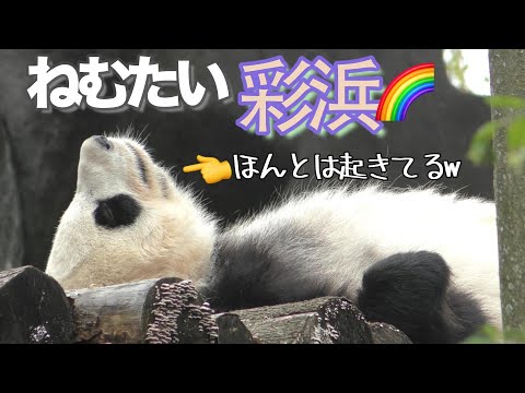 【眠いねん🥱】ほんとは寝てない彩浜さんw🌈逆さ彩神さま✨【まくらが欲しいパンダ】2025成都⑨ Giant Panda -Saihin- ,CaiBang　＃彩浜
