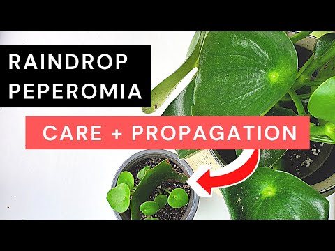 Video: Peperomia Lá Cùn