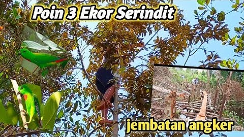 Mikat Burung Serindit Di Pohon Tinggi ll Akhirnya Bisa Poin 3 Ekor