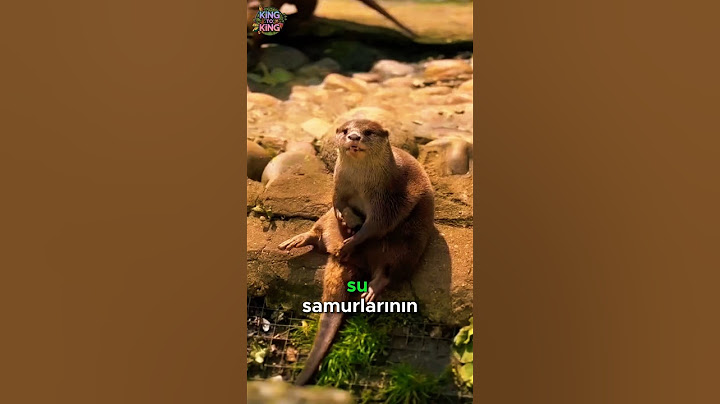 The Secret of the Otter 🤫🧠💎
