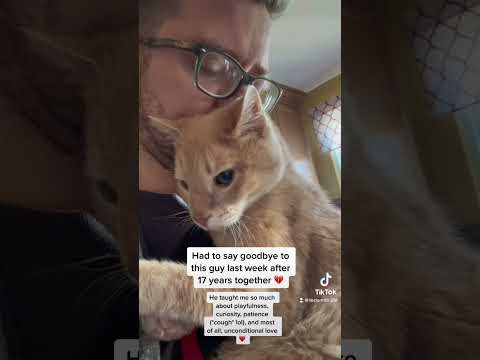 Saying Goodbye to My Cat of 17 Years #unconditionallove #cats #catdad #gaycatdad