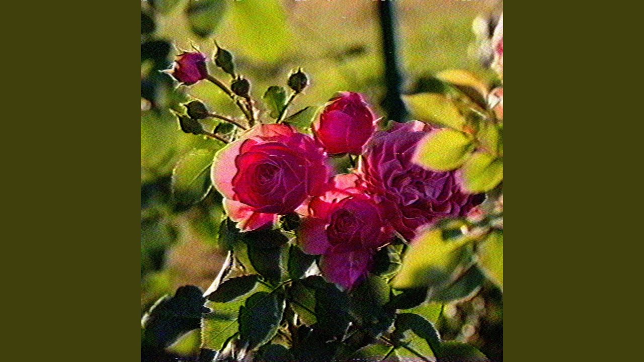 Guarda Rose su YouTube Guarda Rose su YouTube