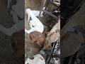 Gazipur bakra mandi today update 16/05/26 Part-2 || #GazipurBakraMandi #BakraMandi2026 #bakra #goat