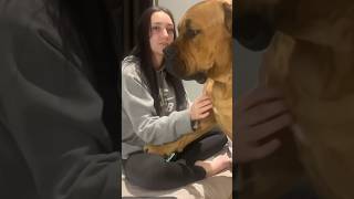 Big Boerboel Steal A Kiss
