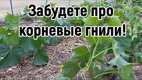 Корневая гниль у огурцов? ВСЕГО ОДНА ОБРАБОТКА ПОМОЖЕТ. Лучшее средство от грибковых заболеваний .