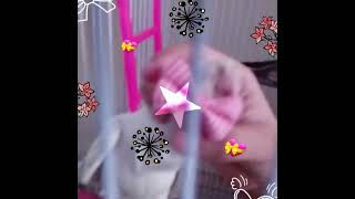 my lovely pet tutoo #trending #viral #pets #pet#vlog #coolvideo ##shortvideo #cute #cocktail