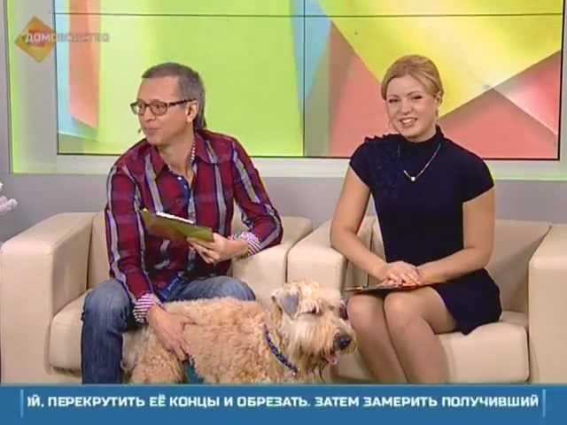 Пшеничный терьер