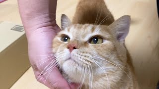 【日常】寄り添いプリン-A cat that stays close to you forever.-