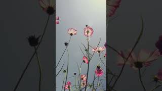 Star #ragemusic #kencarsontypebeat #ragebeat #undergroundmusic #ragebeats