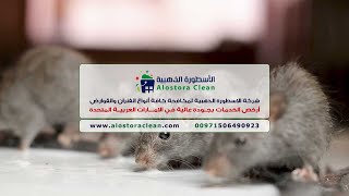 شركة مكافحة فئران عجمان (0506490923) افضل شركات مكافحة الفئران ، القوارض في عجمان