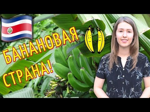Video: Rød Banan: Eksotisk Frukt Fra Costa Rica