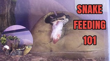 How To FEED a Ball Python FROZEN Thawed | Tips for Feeding PICKY Ball Pythons | Cleanup Included |