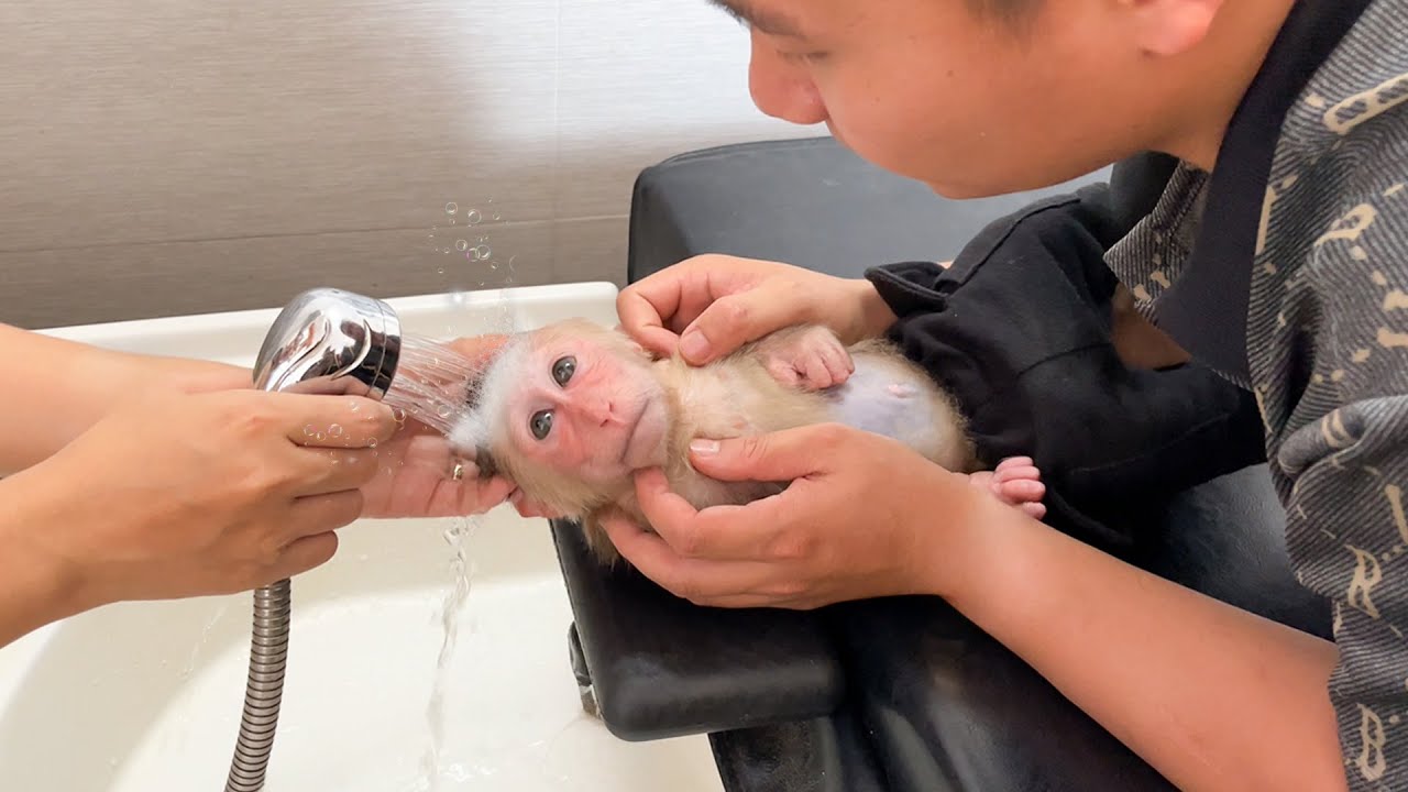 Cubis monkey experiences hair washing at salon for first time!