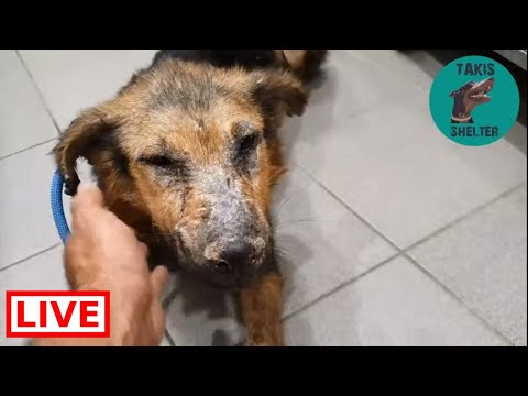 dog saved by dolphin Poor boy, he is so sick - Takis Shelter