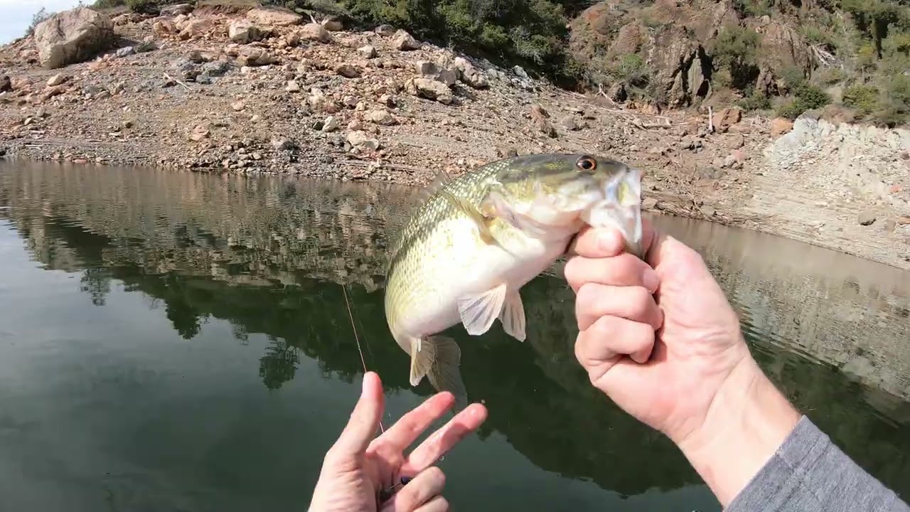 Lake Oroville Bass Fishing, Lime Saddle 2026