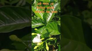 আমার দিনগুলো সব যায় হারিয়ে আঁধারে।#nature #vlogwithsohelvillagelifestyleinbangladeshbeautiful #vir