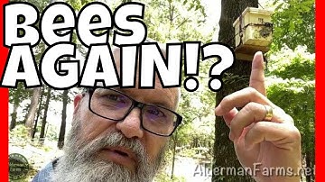 Honey bees (AGAIN?) at the Swarm Trap (Bait Hive) at AldermanFarms