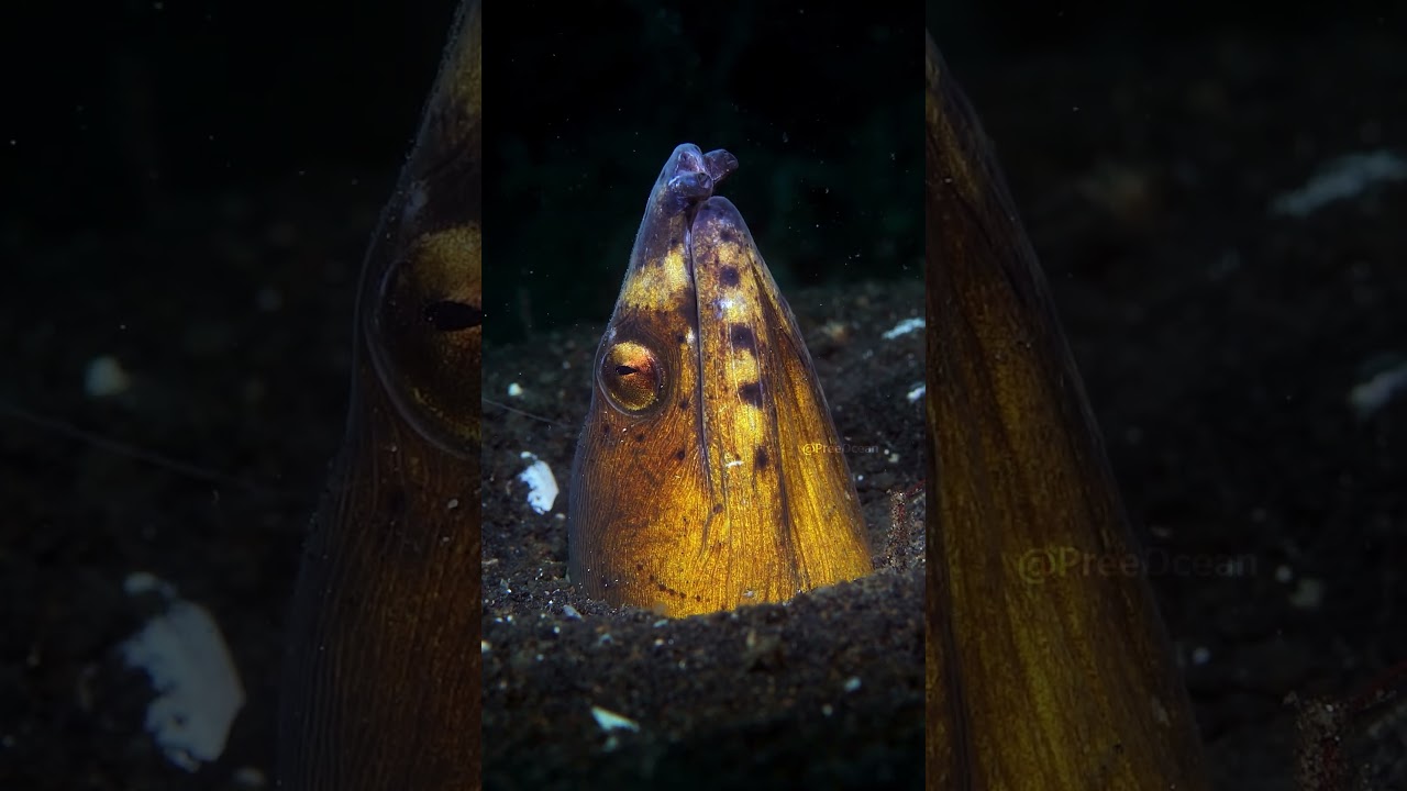 Snake eel symbiotic cleaner shrimp mutualism explained