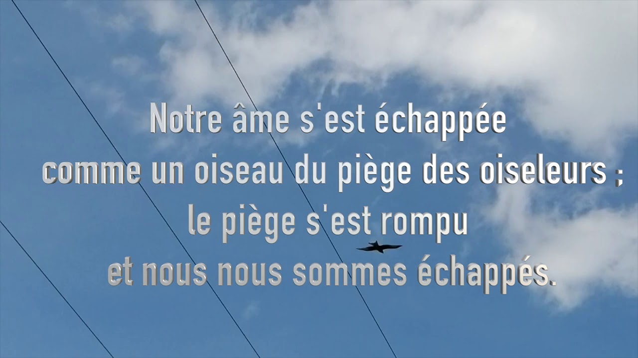 regardez-les-oiseaux-du-ciel-ps-124-youtube