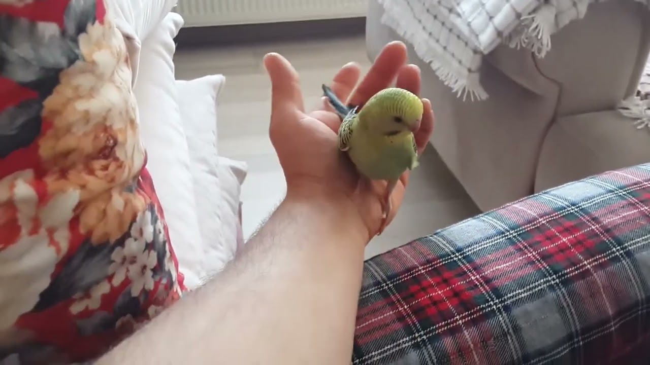 Muhabbet kuşu nasıl alıştırlir #birds #güvercin #muhabbetkuşu 