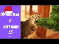 Смешные КОТЫ КОТИКИ КОТЯТА Приколы с животными #35 Видео с Новогодним настроением!