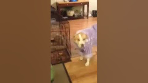 Dog in bathrobe