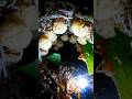 POV: Leafcutter ant trapped in an underground traffic jam. #ytshorts #animalpov #wildlife #nature