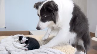 Celebrity This Is What My Dog Does Every Morning After I Rescued the Tiny Kitten Wealth