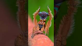 Marvels Of Maratus Volans Exploring Australias Peacock Spider spider animals short