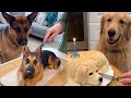 Dog and Cat Reaction to Cutting Cake 🤣- Funny Dog Cake Reaction Compilation